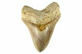 Serrated, Fossil Megalodon Tooth - Indonesia #279211-1